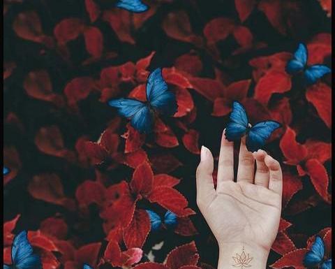 عکس پروفایل پروانه شیک