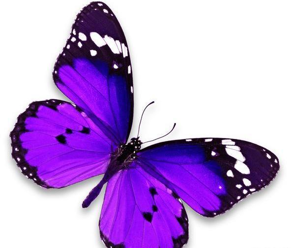 عکس پس زمینه شیک پروانه