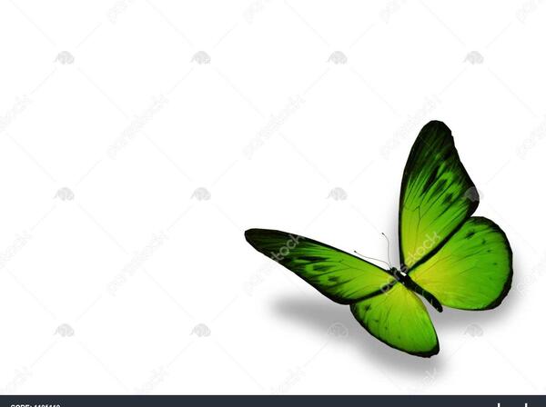 عکس پروانه پرده سبز