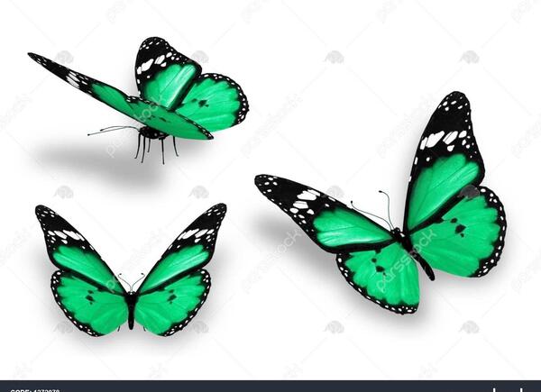 عکس پروانه های سبز