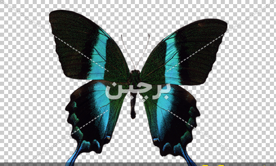 عکس پروانه های سبز