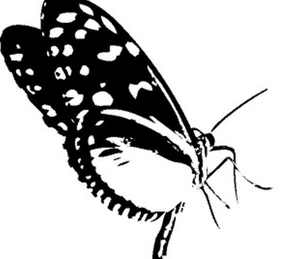 عکس پروانه نقاشی سیاه سفید