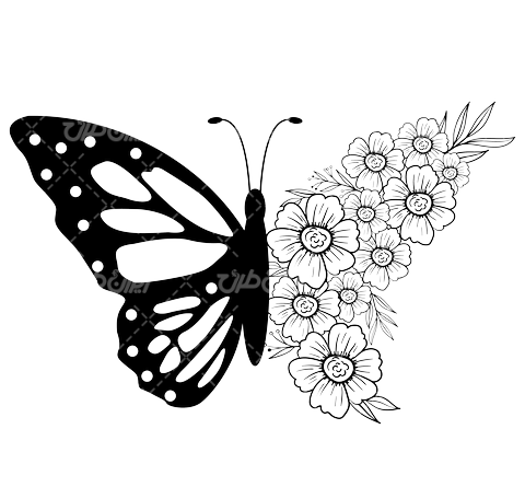 عکس پروانه نقاشی سیاه سفید