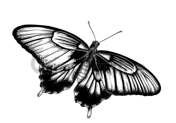 عکس پروانه نقاشی سیاه سفید