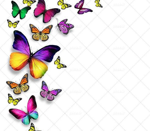 عکس پروانه های زرد