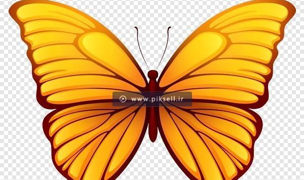 عکس پروانه های زرد