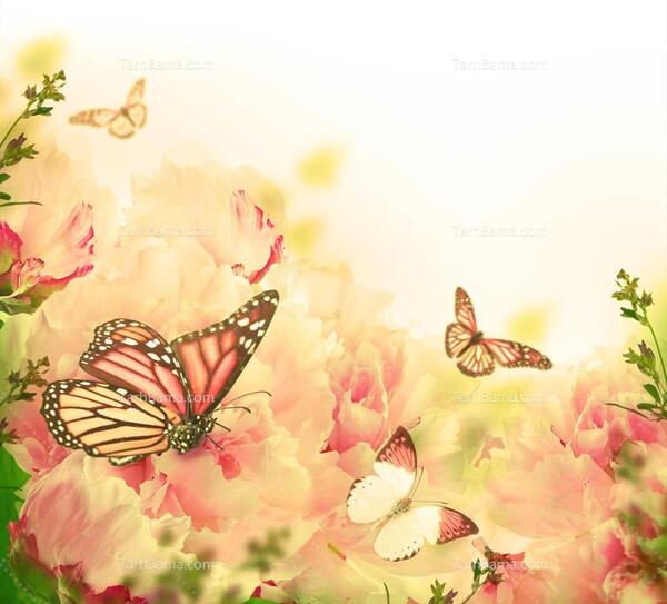 عکس پروانه های زرد