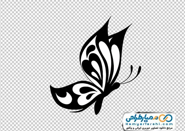 عکس پروانه سفید با پس زمینه مشکی