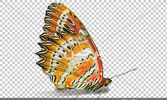 عکس پروانه رنگی رنگی