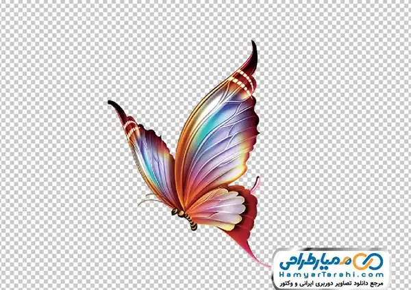 عکس پروانه رنگی رنگی