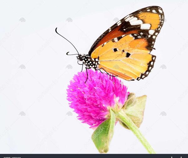 عکس پروانه که روی گل نشسته