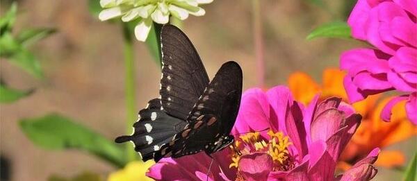 عکس پروانه که روی گل نشسته