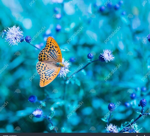 عکس پروانه طبیعت