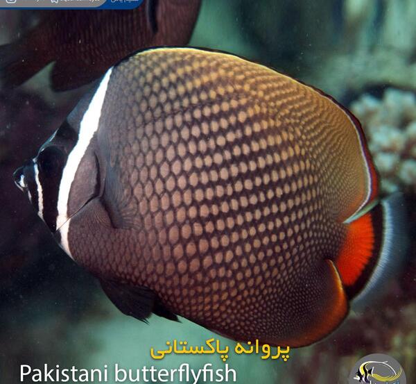 عکس پروانه ماهی چهار چشم