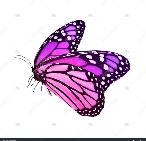 عکس پروانه پس زمینه سفید