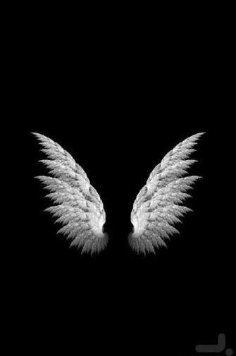 عکس پروانه پس زمینه سیاه