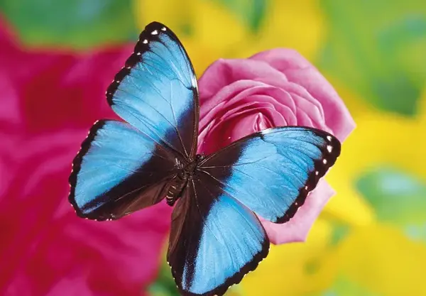 عکس پروفایل پروانه جدید