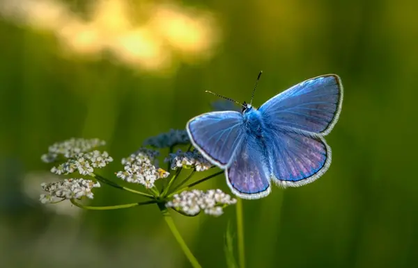 عکس پروانه های جادویی