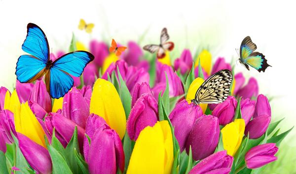 عکس پروانه های جادویی