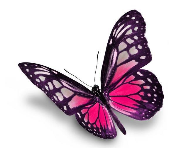 عکس پروانه با پس زمینه سفید