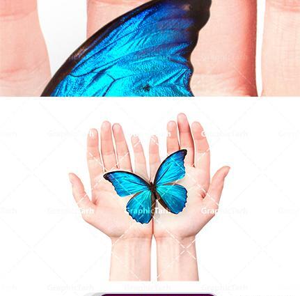 عکس پروانه با پس زمینه سفید