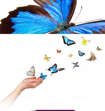 عکس پروانه با پس زمینه سفید