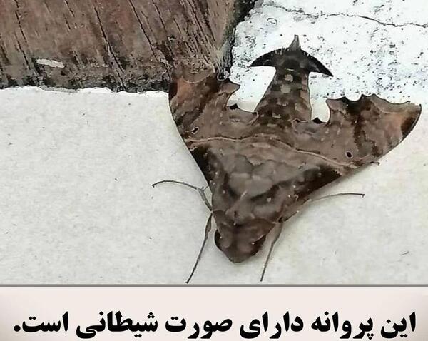 عکس پروانه ی ترسناک