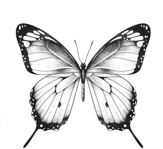عکس پروانه برای تاتو