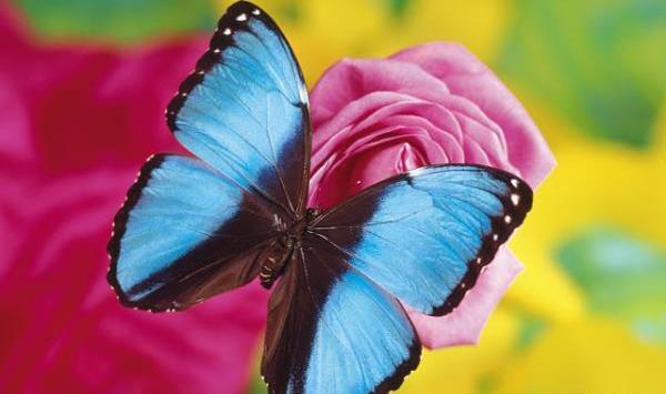 عکس پروانه های ترسناک