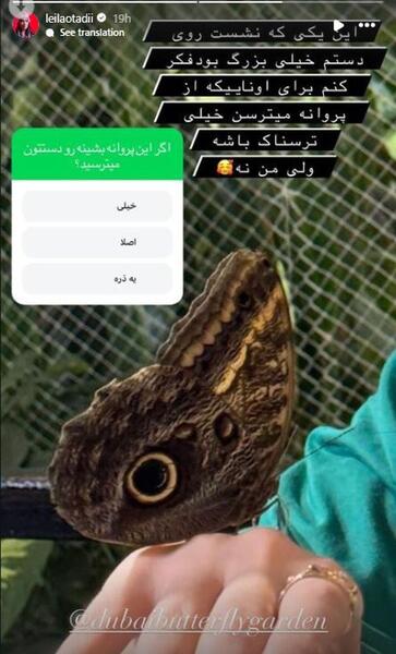 عکس پروانه های ترسناک