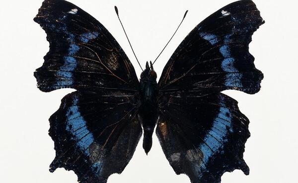 عکس پروانه با پس زمینه سیاه