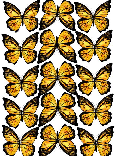 عکس پروانه برای دسته گل پروانه ای