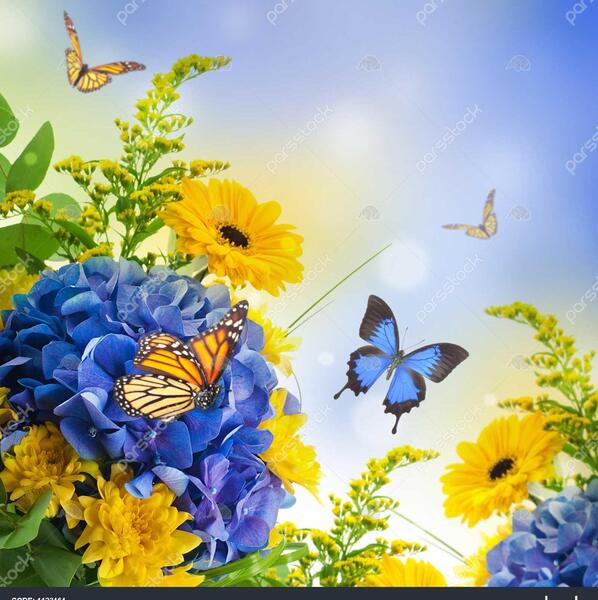 عکس پروانه برای دسته گل پروانه ای