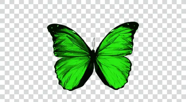 عکس پروانه پس زمینه مشکی