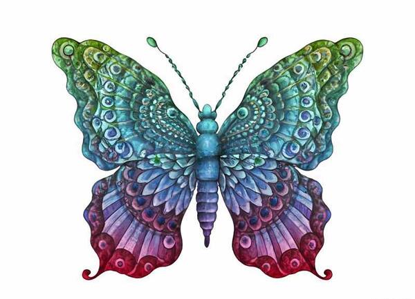 عکس پروانه برای نقاشی رنگی