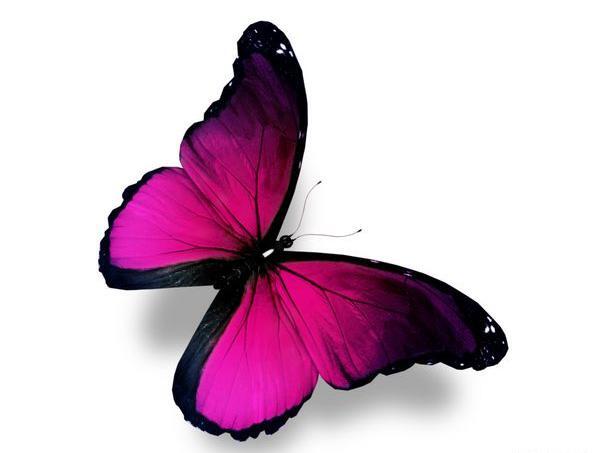 عکس پروانه بنفش مشکی