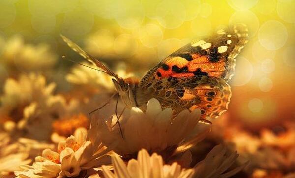 عکس پروانه ها برای تصویر زمینه