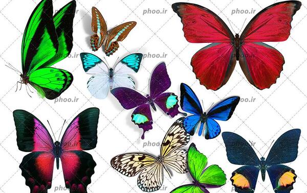 عکس پروانه ها برای تصویر زمینه