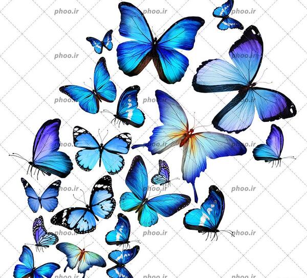 عکس پروانه ها برای تصویر زمینه