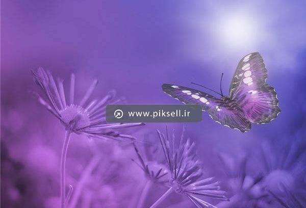 عکس پروانه بنفش برای تصویر زمینه
