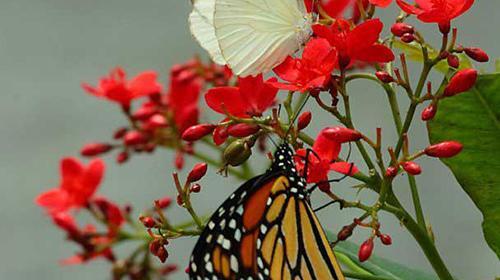 عکس پروانه زیبا با کیفیت بالا
