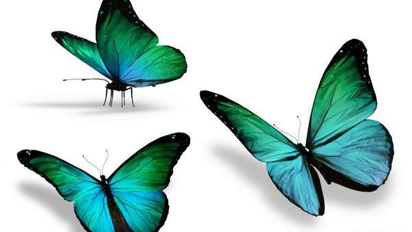عکس پروانه آبی برای پس زمینه