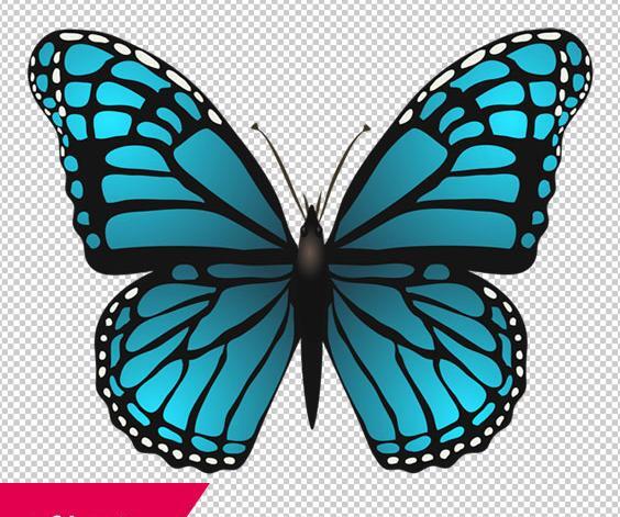 عکس پروانه آبی برای پس زمینه