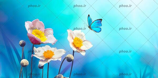 عکس پروانه آبی برای پس زمینه