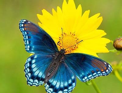 عکس پروانه ای که روی گل نشسته