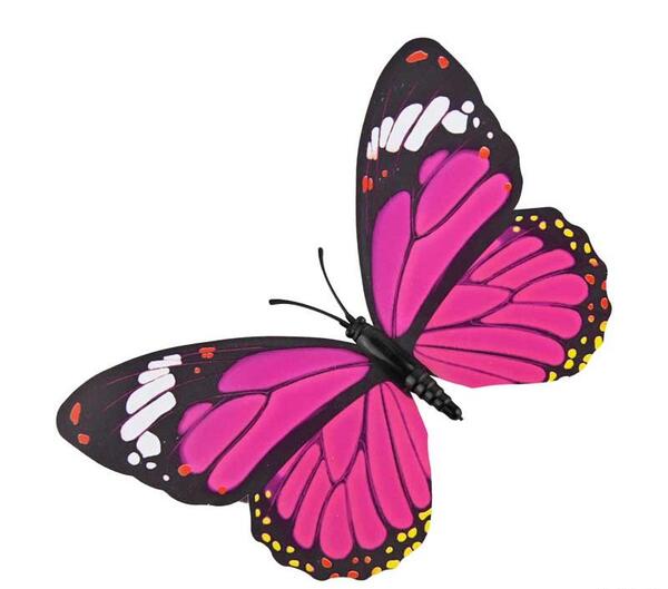 عکس پروانه ایرانی