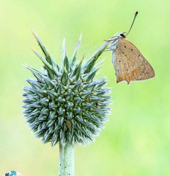 عکس های پروانه اطلسی