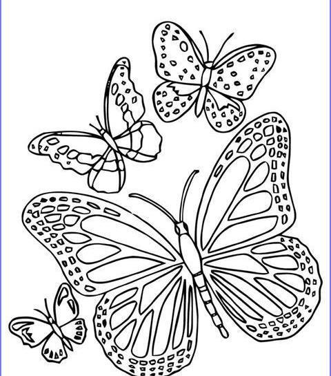 عکس های پروانه اطلسی