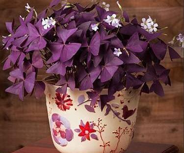 عکس پروانه ای بنفش