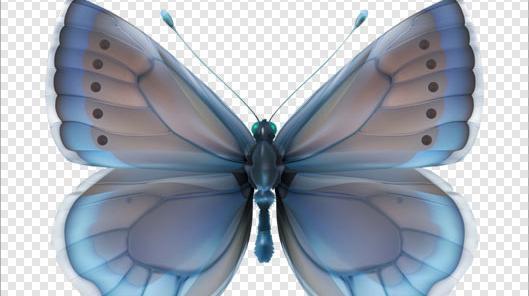 عکس پروانه آبی برای ادیت